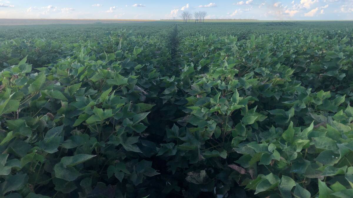 Cotton is set to become a major crop across northern Australia, led by the drive of the Tipperary Group at Katherine.