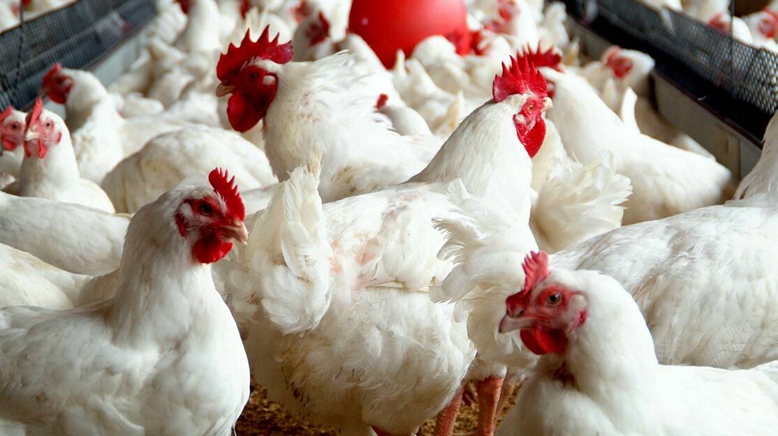 MYTH BUSTERS: Most Australians wrongly believe chicken meat is produced in cages and chickens are treated with hormones. 
