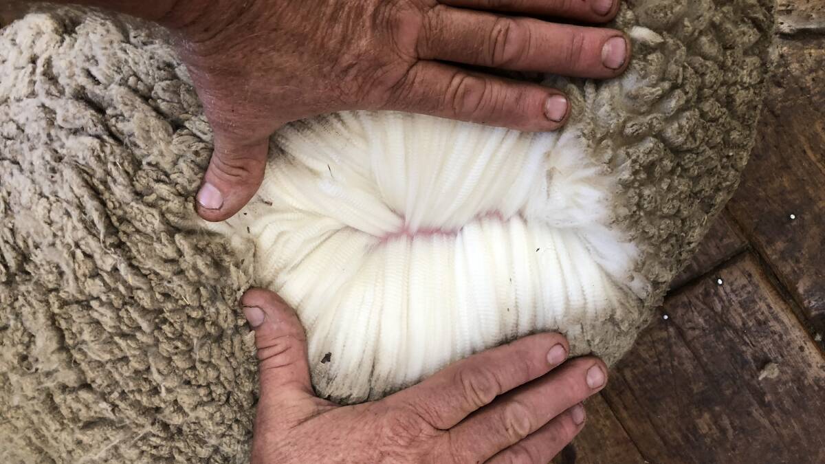IN DEMAND: Good quality superfine Merino wools gained in value as did their broader medium counterparts – as buyers sought out the better style wools.