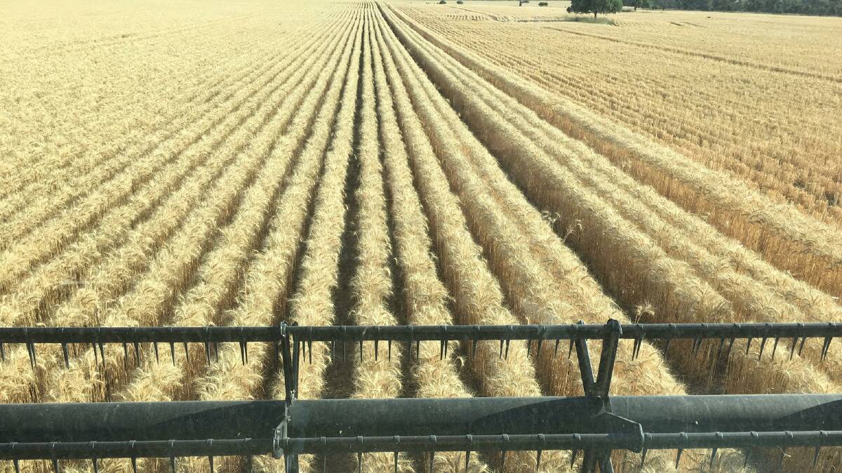 Iona has 392 hectares of dryland cereal farming, 