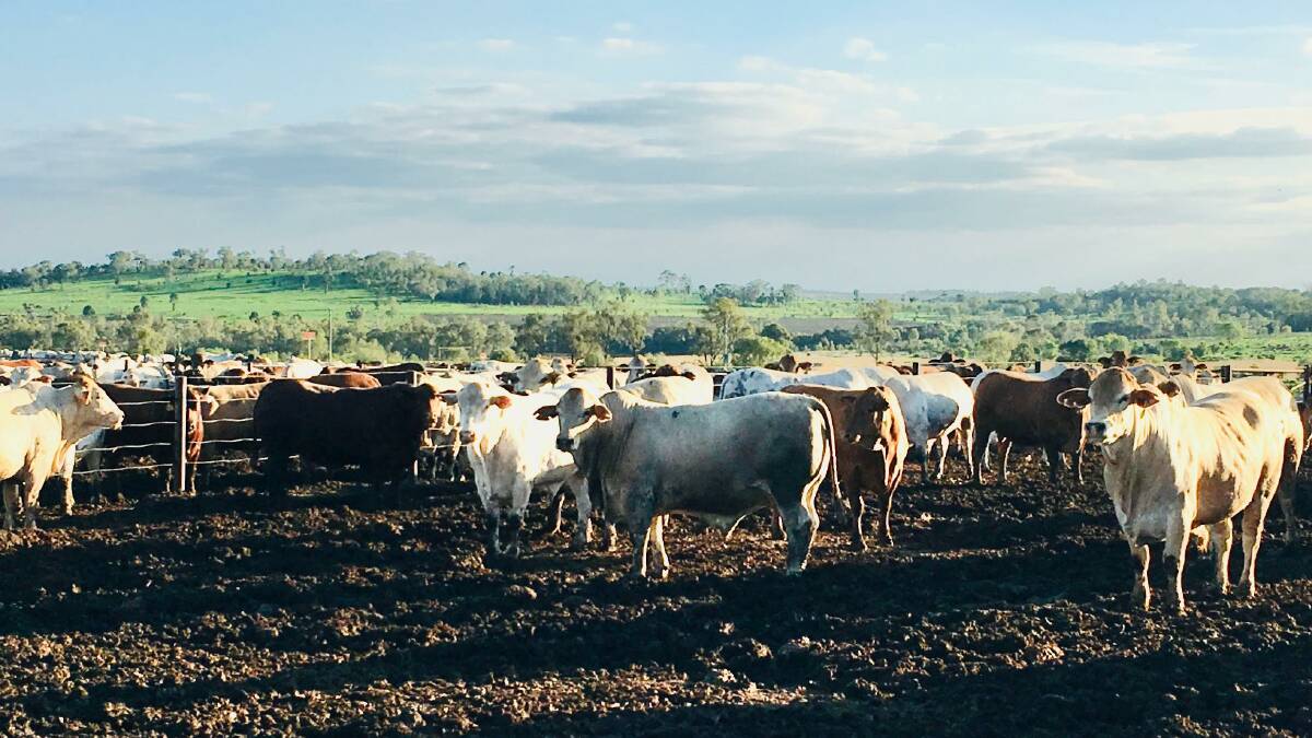 Tenders for the major North West Queensland cattle property Saxby Downs will close on May 7. 