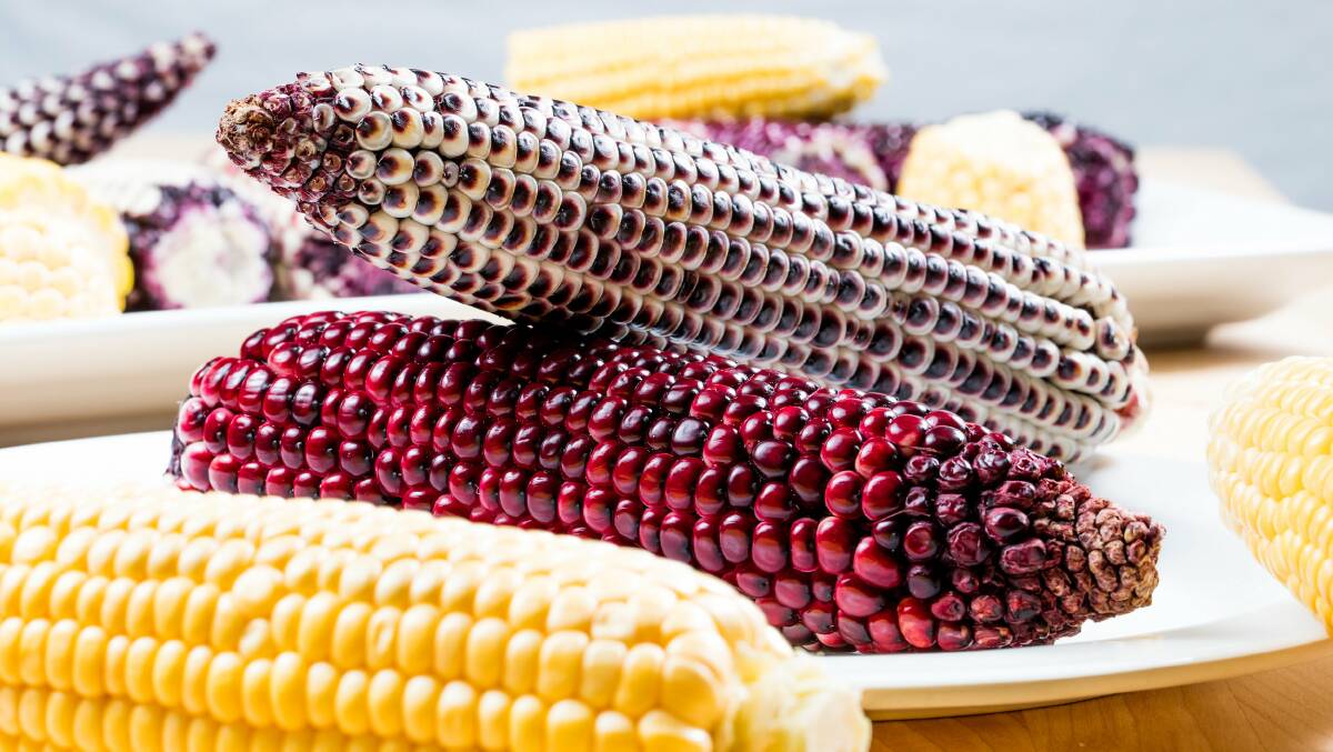 NATURALLY BRED: Purple sweetcorn is being developed with high levels of specific phytonutrients for human health.