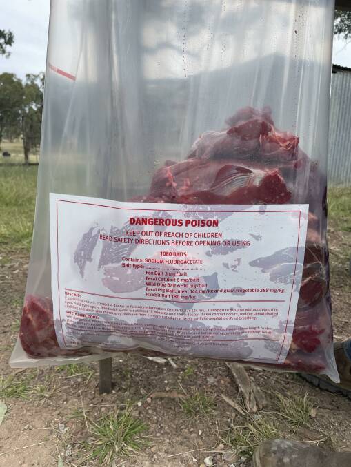 Baits prepared with 1080 used to control wild dogs and feral pigs.