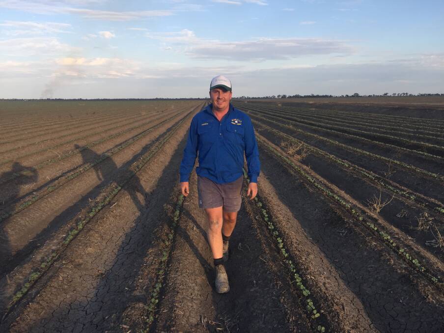 Andrew Newell, Korolea, Goondiwindi, walks in the 40th crop grown by Korolea Farming in the Macintyre Valley. Picture: Mark Phelps